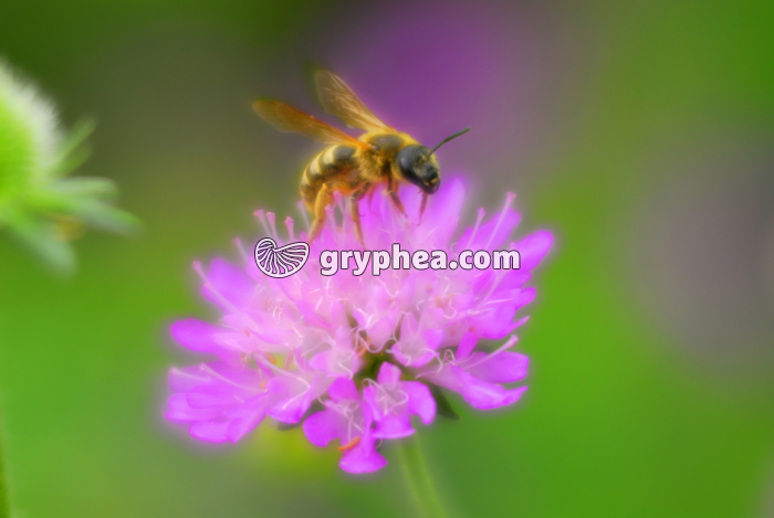 Guèpe sur fleur de scabieuse - gryphea.com